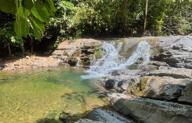 JUNGLE DREAMS FARM: WHERE NATURE MEETS SERENITY – 20 ACRES